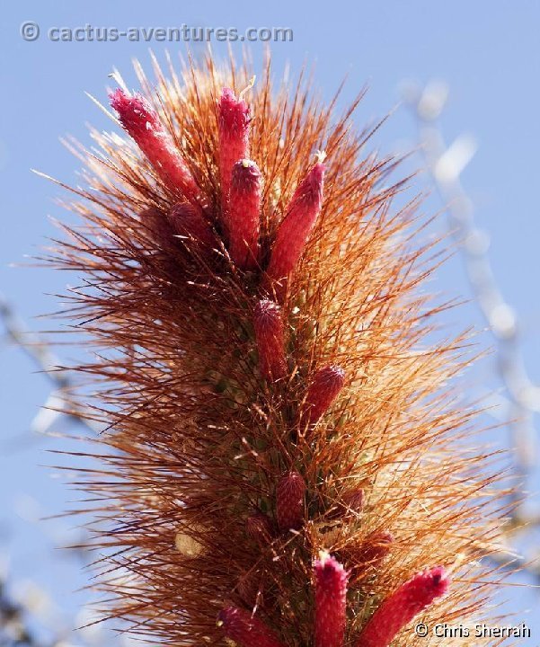 Cleistocactus buchtienii 3419m Tatuca BO C.Sherrah